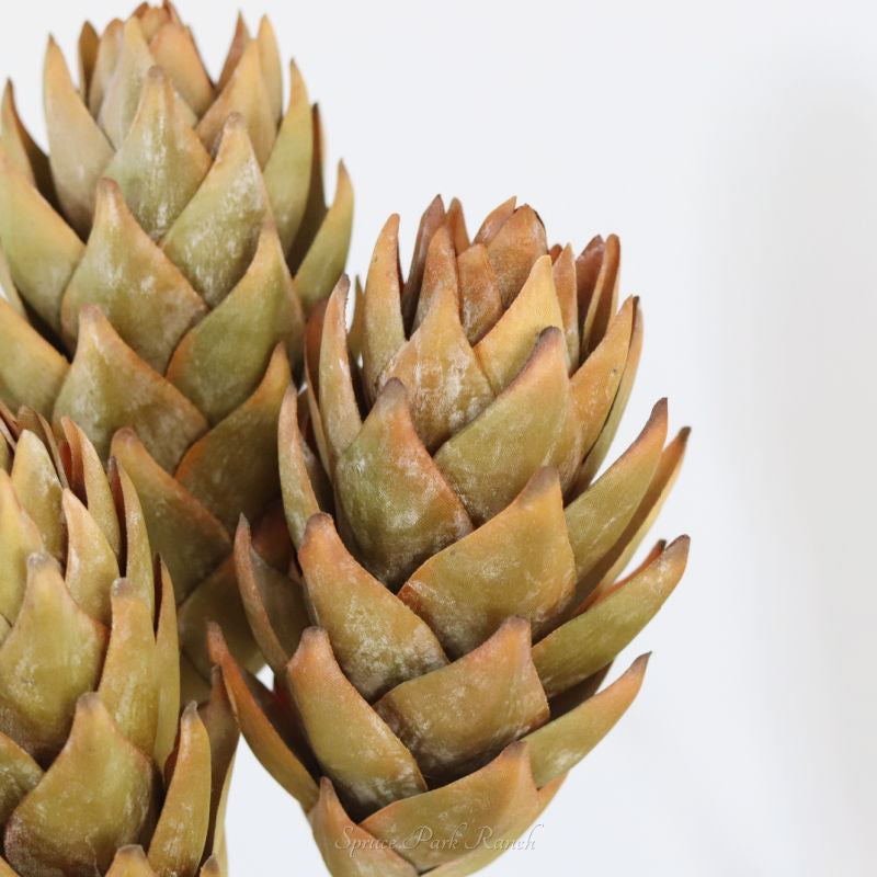 Light Yellow Ginger Triple Flower Stem 28"