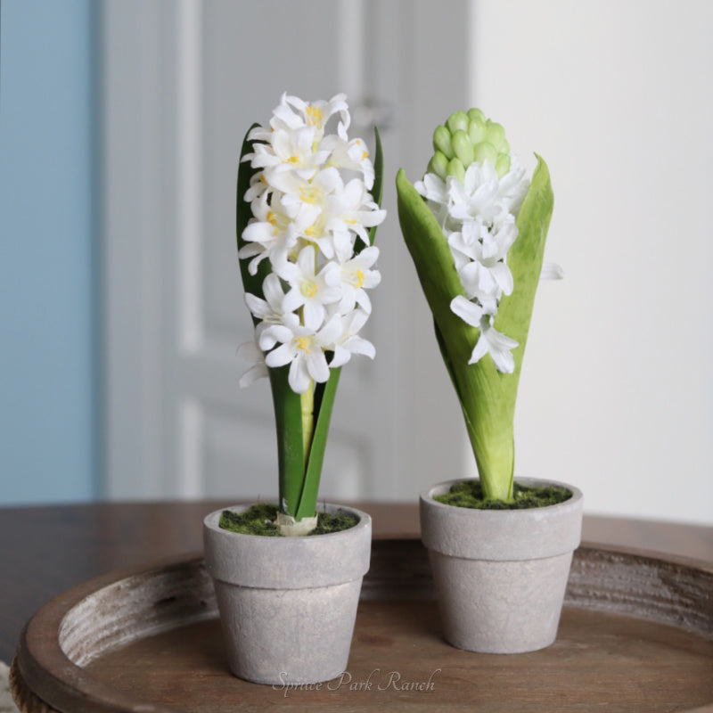 Mini Potted Hyacinth