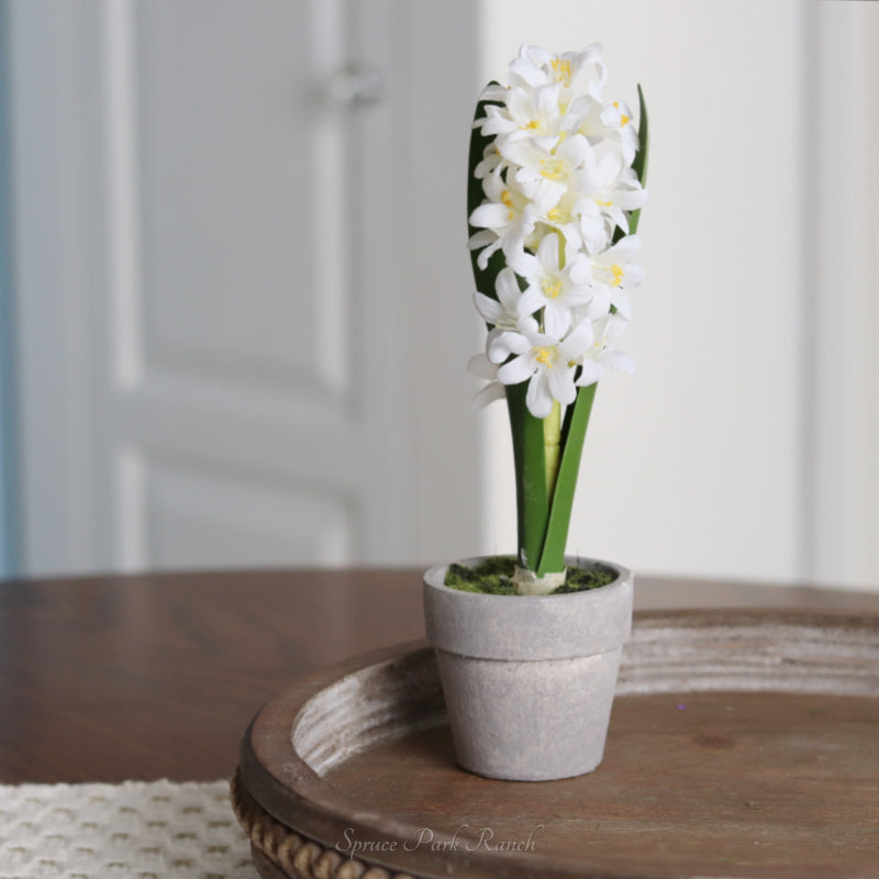 Mini Potted Hyacinth