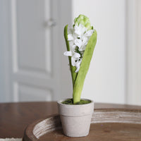 Mini Potted Hyacinth