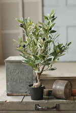 Potted Olive Bush 26"