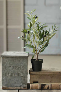 Potted Olive Bush 19"