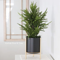 Norfolk Pine Collection Real Touch