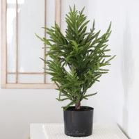 Norfolk Pine Collection Real Touch