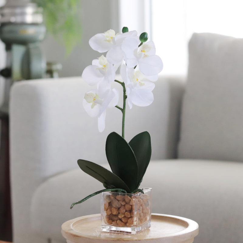White Real Touch Orchid in Glass Square Vase