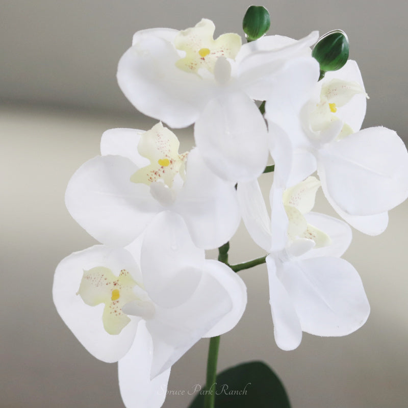 White Real Touch Orchid in Glass Square Vase