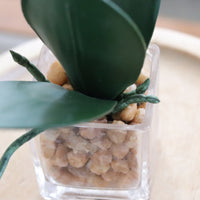 White Real Touch Orchid in Glass Square Vase