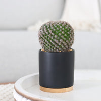 Cactus in Ceramic Black Pot