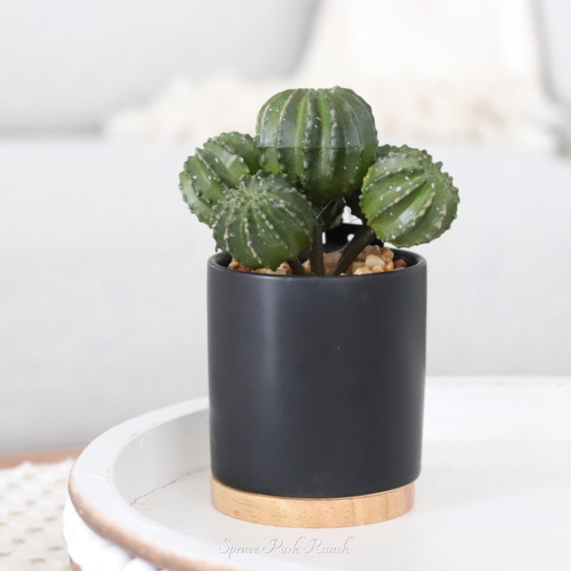 Cactus in Ceramic Black Pot