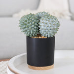 Cactus in Ceramic Black Pot