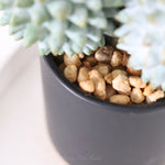 Cactus in Ceramic Black Pot