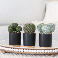 Cactus in Ceramic Black Pot