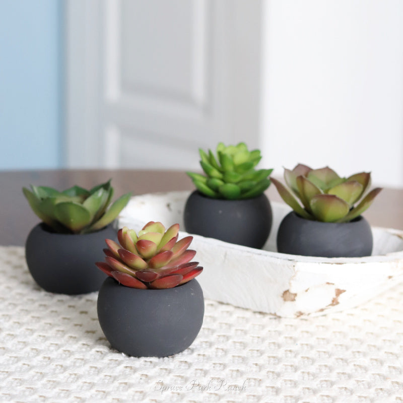 Mini Succulents in Black Pot