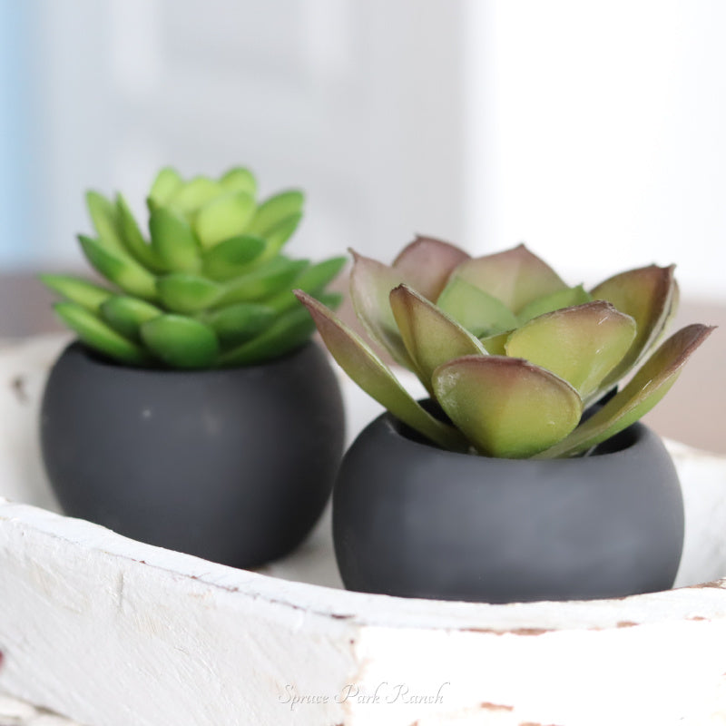 Mini Succulents in Black Pot