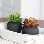 Mini Succulents in Black Pot