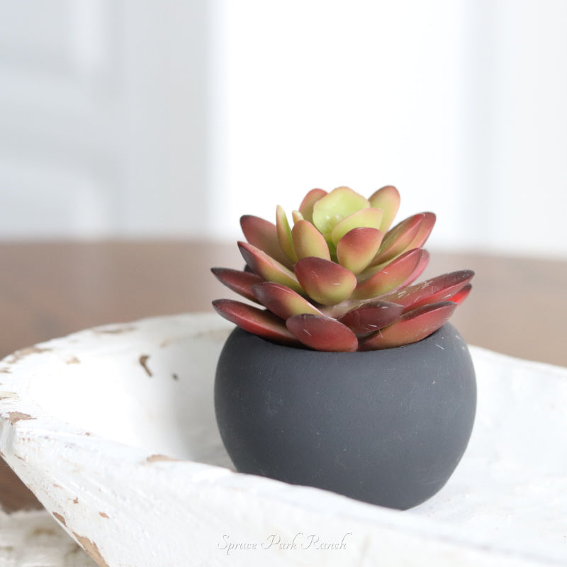 Mini Succulents in Black Pot