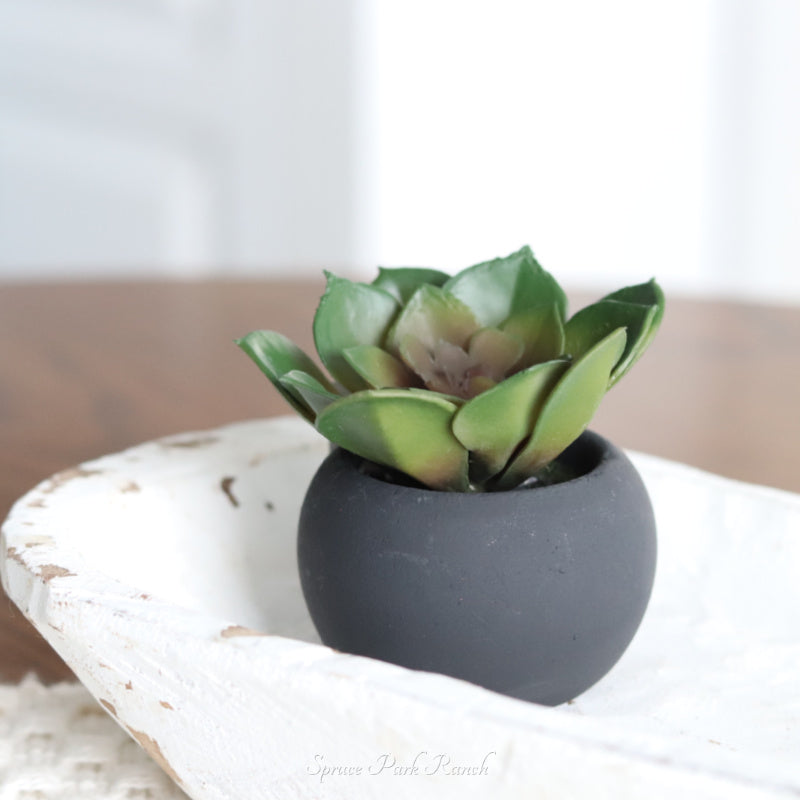 Mini Succulents in Black Pot