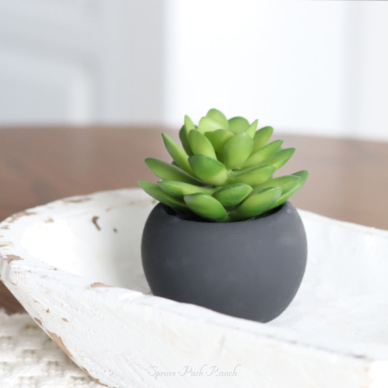 Mini Succulents in Black Pot