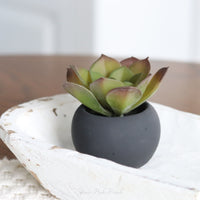 Mini Succulents in Black Pot