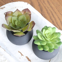 Mini Succulents in Black Pot