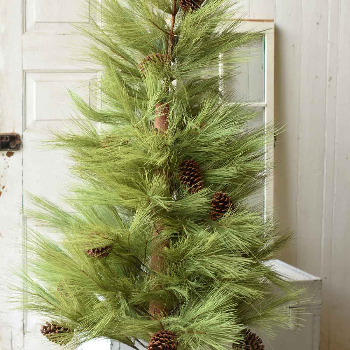 Long Needle Pine Tree Collection