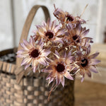 Dried Day Daisy Bundle