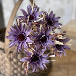 Dried Day Daisy Bundle