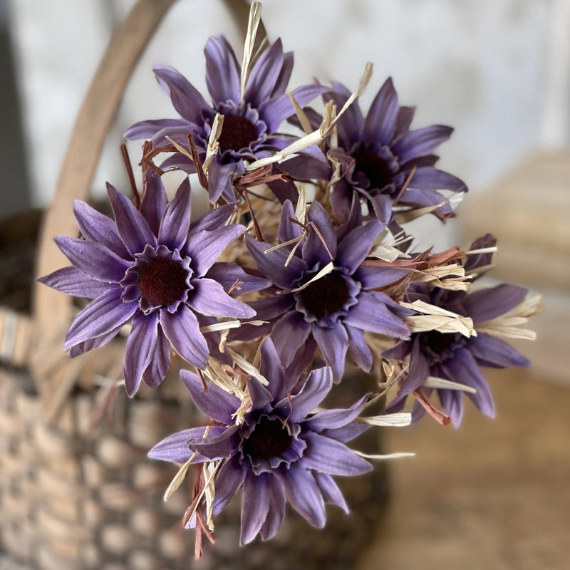 Dried Day Daisy Bundle