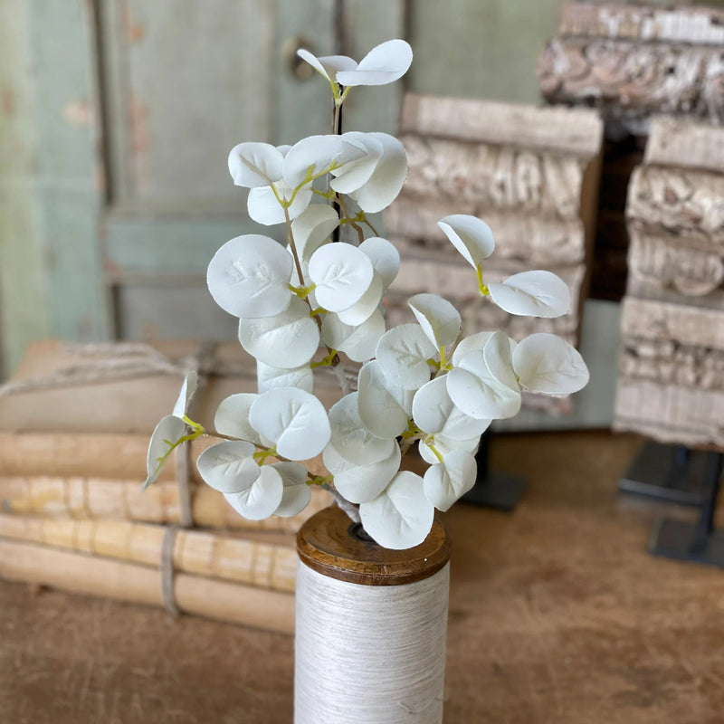 Halo Gleam Eucalyptus Collection