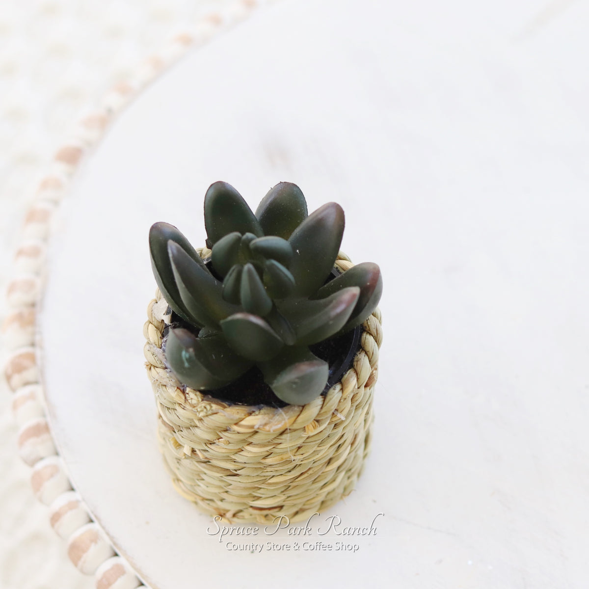 Mini Succulent Plant