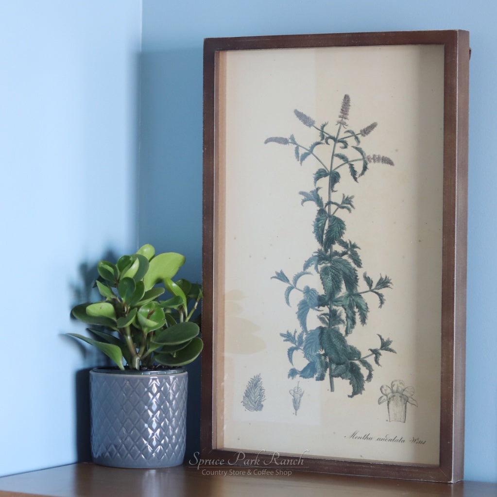 Framed Botanical Print