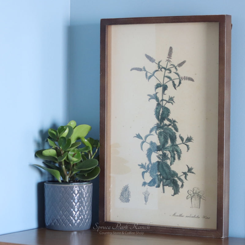 Framed Botanical Print