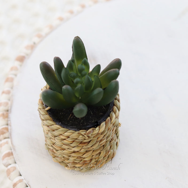 Mini Succulent Plant