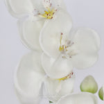 Orchid Stem Fresh Touch 30.5"