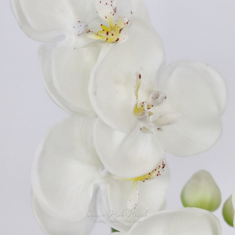 Orchid Stem Fresh Touch 30.5"