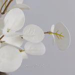 Halo Gleam Eucalyptus Collection