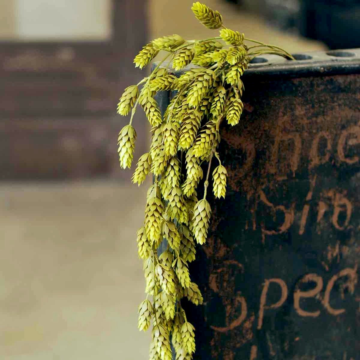 Hops Green Greenery Collection