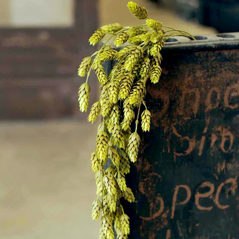 Hops Green Greenery Collection