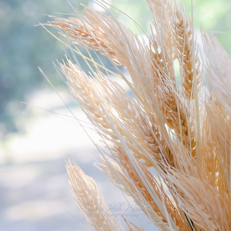 Sungold Barley Greenery Collection