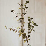 Penny Leaf Eucalyptus Greenery Collection