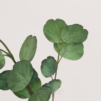 Penny Eucalyptus Real Touch Collection