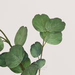 Penny Eucalyptus Fresh Touch Collection