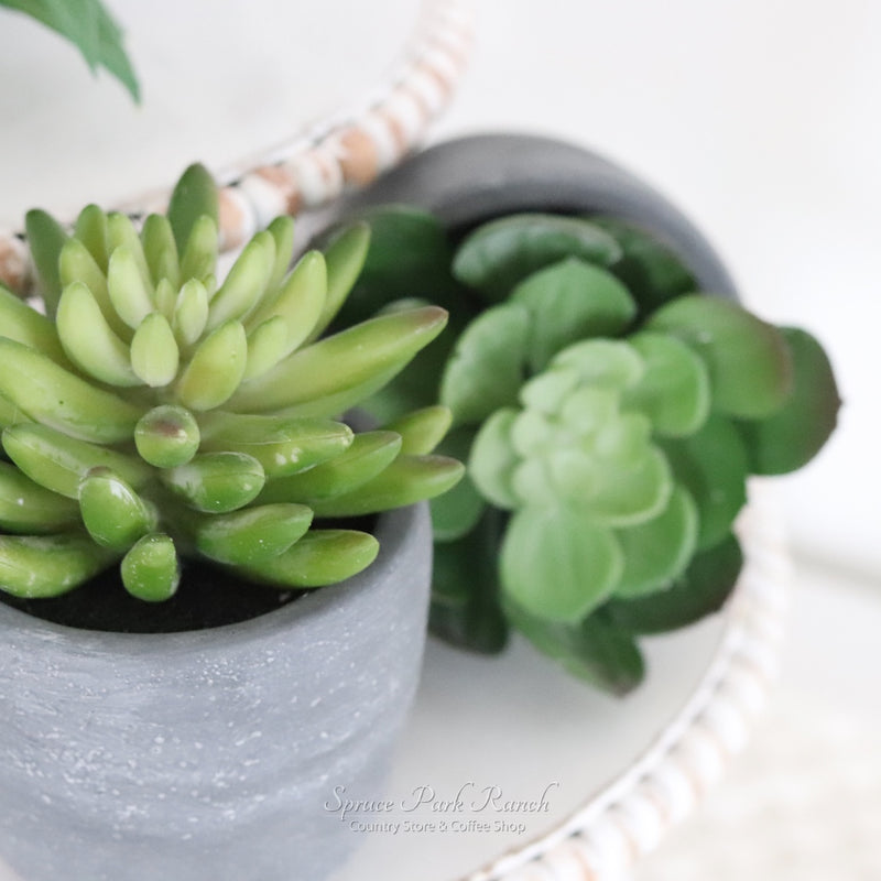 Potted Succulent