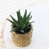 Mini Succulent Plant