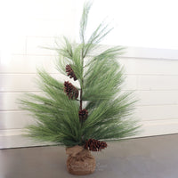 Long Needle Pine Tree Collection