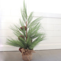 Long Needle Pine Tree Collection