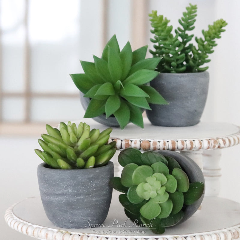 Potted Succulent