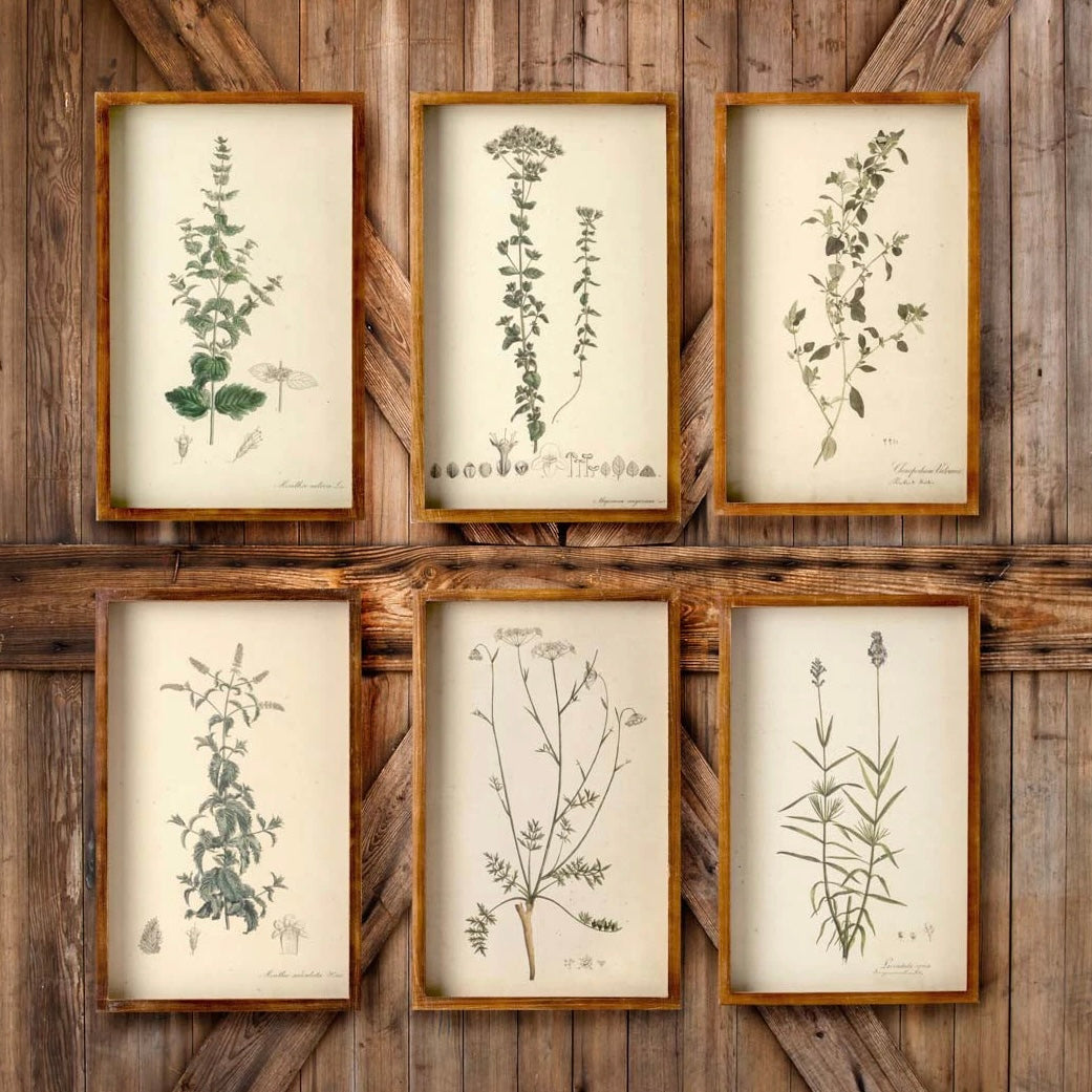 Framed Botanical Print