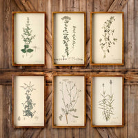 Framed Botanical Print