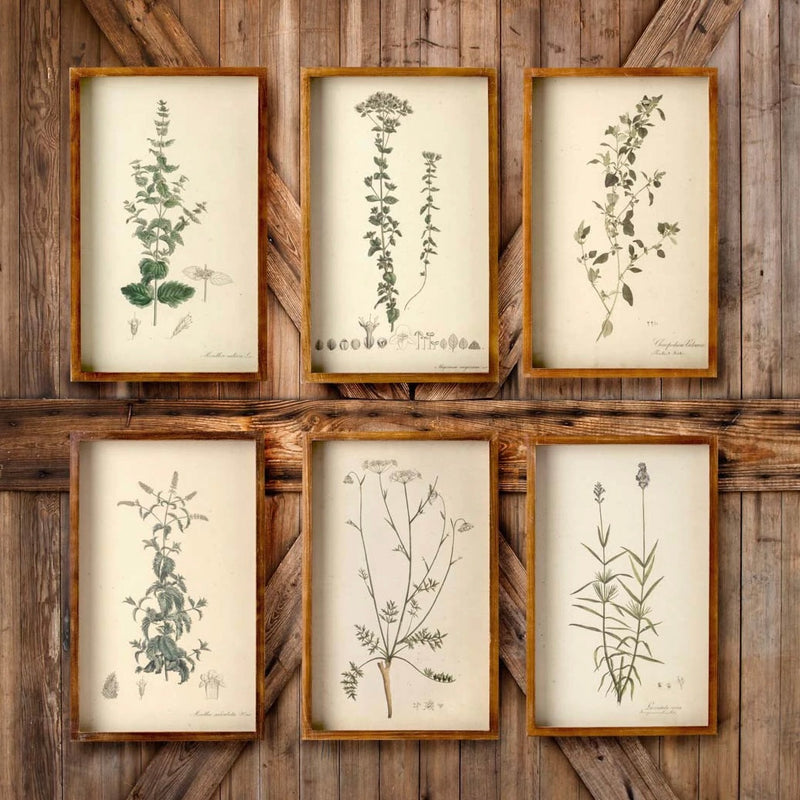 Framed Botanical Print